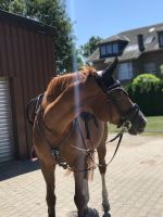 Reitbeteiligung | Pferd sucht Reiter Nordrhein-Westfalen - Dormagen Vorschau