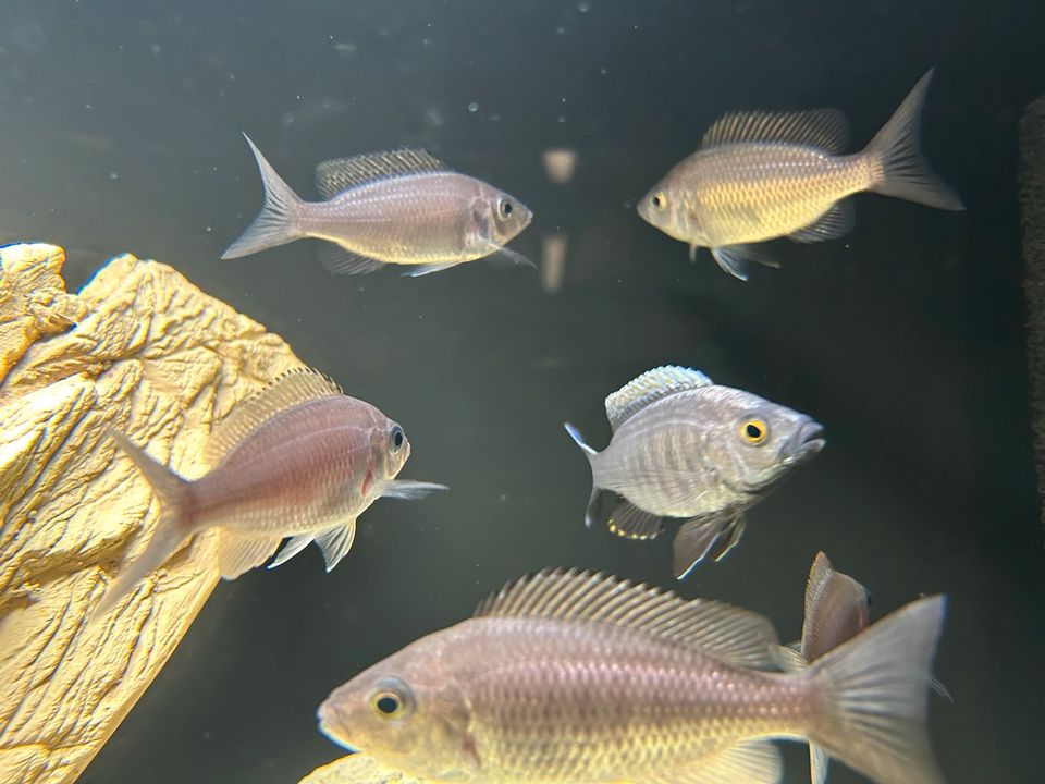 SUPER RARE MALAWI -Copadichromis Virginalis Fire Crest in Meitingen