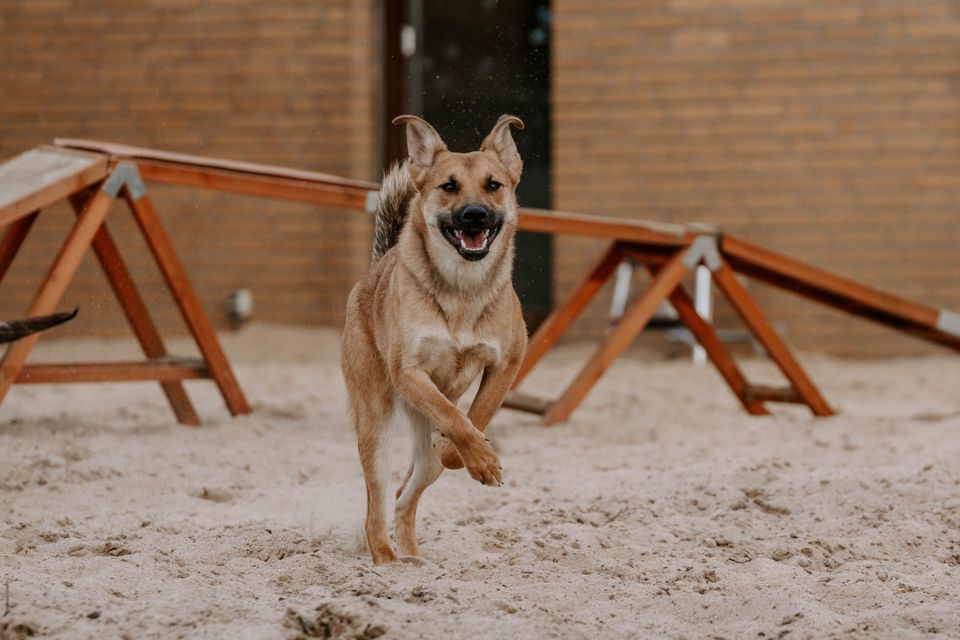 *Ruby* - ein Rohdiamant in Elmshorn