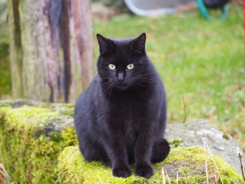 2 schwarze Geschwisterkatzen ( EKH) - beide kastriert in Bad Emstal