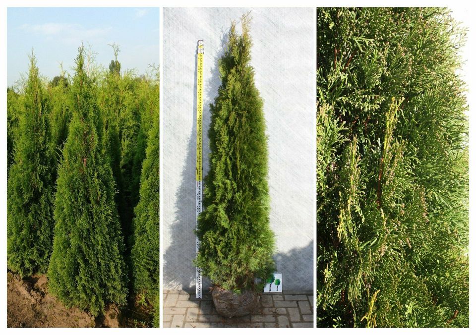 Thuja Smaragd - Lebensbaum, winterhart, Heckenpflanzen, immergrün in Willich