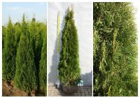 Thuja Smaragd - Lebensbaum, winterhart, Heckenpflanzen, immergrün Nordrhein-Westfalen - Willich Vorschau