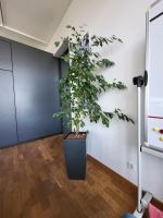 Ficus Benjamina - Birkenfeige ca. 2,2 m Nordrhein-Westfalen - Krefeld Vorschau