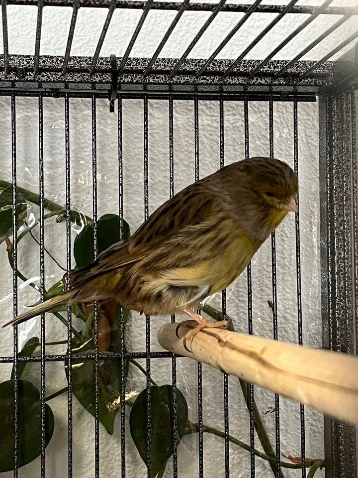 Kanarienvogel  Pärchen Gloster Corona Consort in Schrecksbach