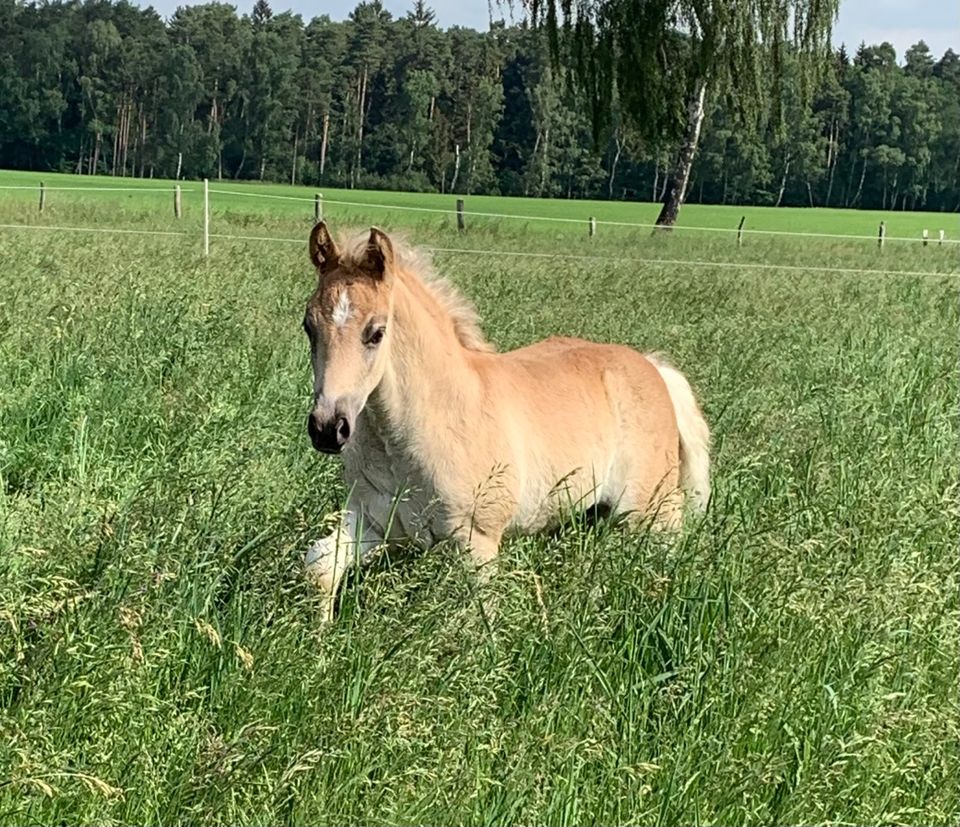 Haflinger Hengstfohlen in Suhlendorf