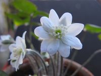 15 Samen Leberblümchen Hepatica acutiloba WEIß Baden-Württemberg - Singen Vorschau
