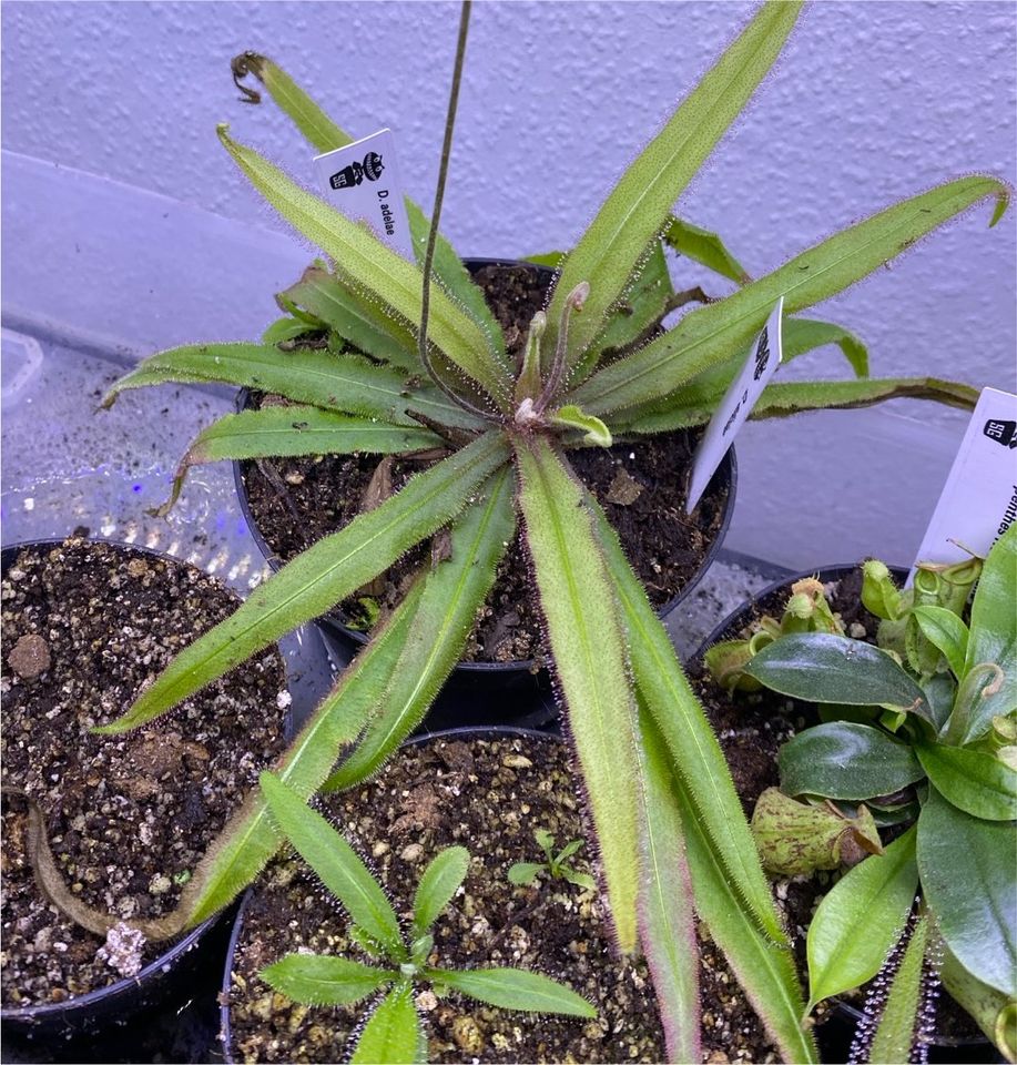 Drosera adelae (Fleischfressende Pflanze) in Bretten
