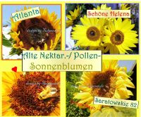 ♥ Alte Sonnenblumen Saratowskie 82 Bienenweide Imker,Tulpenstolz Eimsbüttel - Hamburg Schnelsen Vorschau