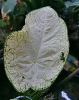 Caladium "Florida Moonligth" - Buntblatt - Rarität - 6,90€ Thüringen - Erfurt Vorschau