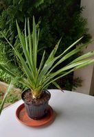 Palmlilien Winterharte Stammbildende Yucca gloriosa Palme Bayern - Bad Neustadt a.d. Saale Vorschau