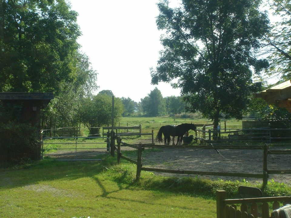 Tierkommunikation:Ausbildung Schamanische Heilarbeit für Tiere in Rastede