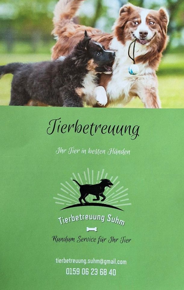 Dogwalking / Hunde ausführen / Stundenweise Betreuung in Gengenbach