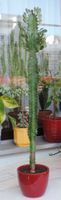 Kaktus 68 cm.  Pflanzen, Topf Bayern - Augsburg Vorschau