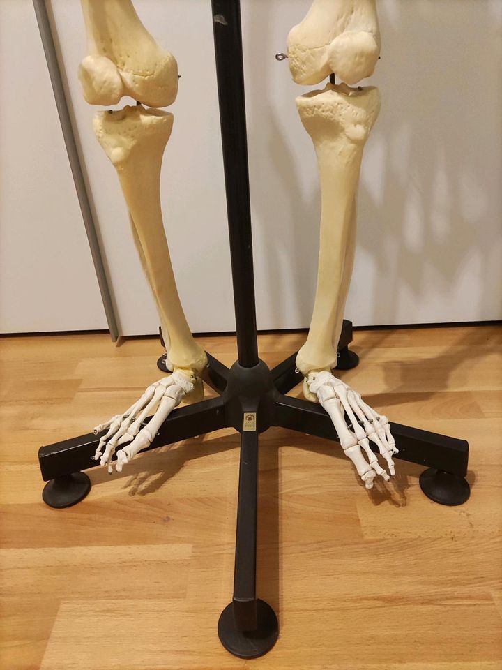 Skelett 165 cm groß (zum Anatomie lernen) in Leipzig