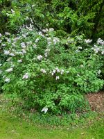 Edel Flieder Pflanze Strauch Baum Blume Rheinland-Pfalz - Altendiez Vorschau