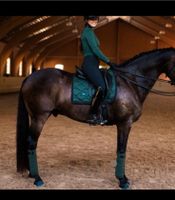 Sycamore Green equestrian Stockholm Full bis zum 9.4. zu haben!!! Niedersachsen - Braunschweig Vorschau