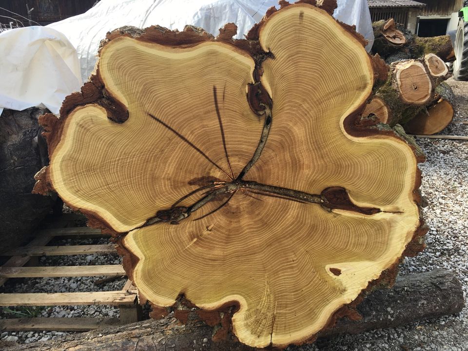 Eiche Massivholz Groß Baum Tischplatte ☘️❤️ Bohlen XXL in Pottenstein