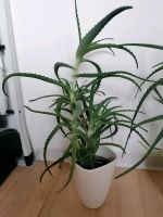 Aloe Vera heilpflanze 3 Jahre alt Niedersachsen - Oldenburg Vorschau