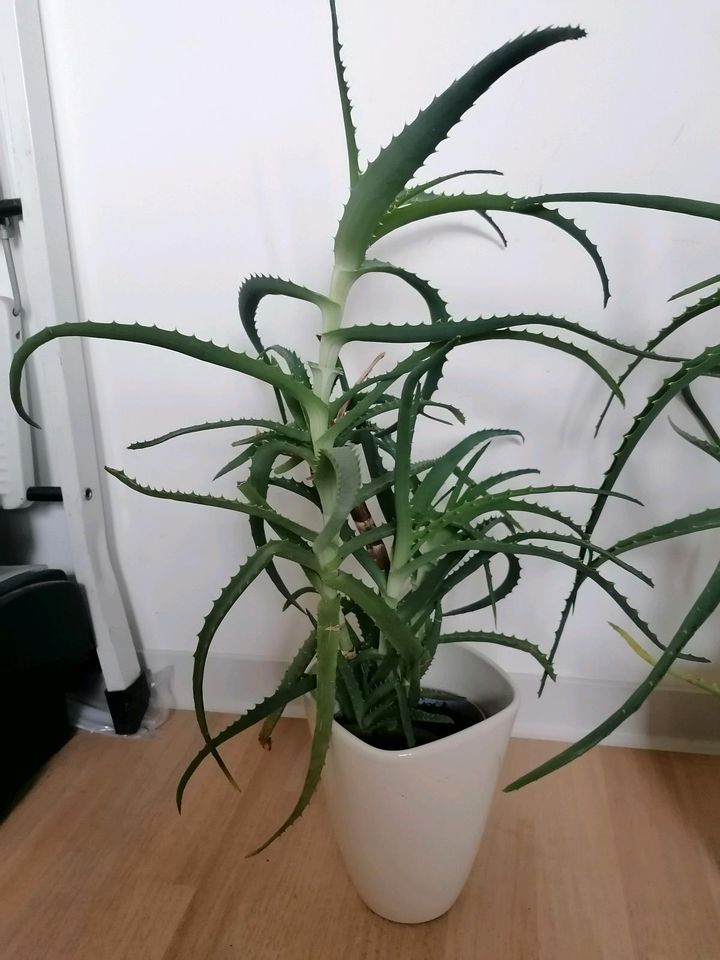 Aloe Vera heilpflanze 3 Jahre alt in Oldenburg