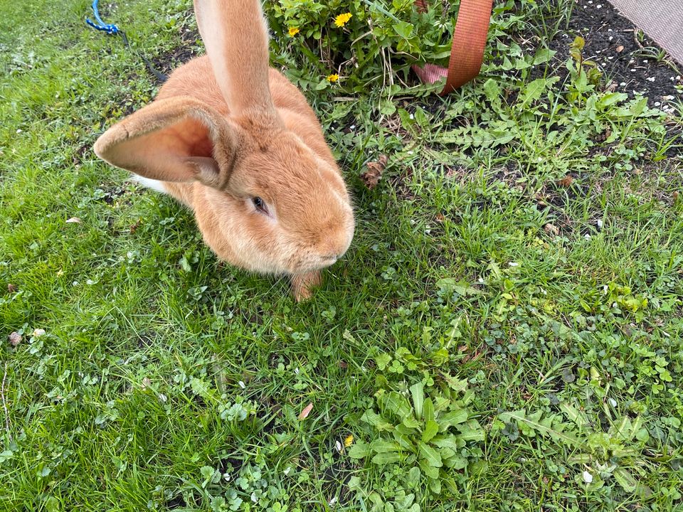 Hase Kaninchen deutscher Riese Rammler deutscher Riese in Oranienburg