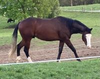 Quarter Horse Hengst 2 jährig, Reining, QH Bayern - Halblech Vorschau