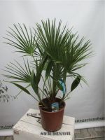 CHAMAEROPS HUMILIS, Fächerpalme, Gartenpalme Rheinland-Pfalz - Lingenfeld Vorschau