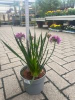 Zierlauch | Allium Essen - Frillendorf Vorschau