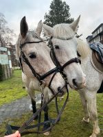 Stammtisch/ausreiten/reiten Nordrhein-Westfalen - Borken Vorschau