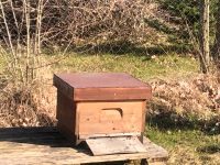 Bienenvolk Carnica auf Deutsch Normalmaß zu verkaufen Sachsen - Meerane Vorschau