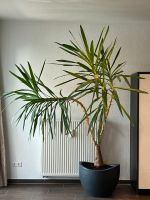 XXL Yucca Palme 230cm Niedersachsen - Springe Vorschau