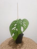 Monstera Monkey Mask Ableger/No Syngonium München - Ramersdorf-Perlach Vorschau