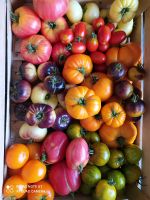Bunte Tomatenpflanzen Sorten Sachsen - Nossen Vorschau
