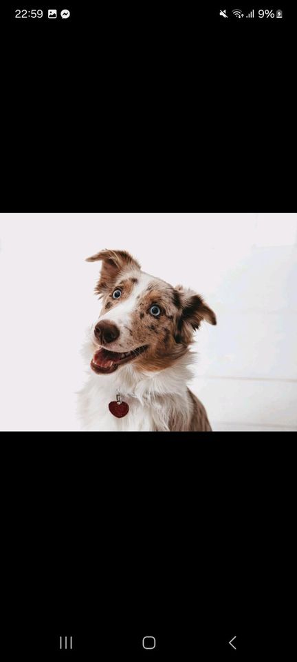 Australian Shepherd in Regensburg