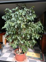 Üppiger Ficus Benjamini Baum ca. 2,30m hoch Nordrhein-Westfalen - Krefeld Vorschau