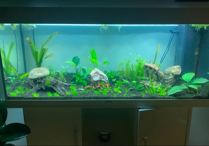 Juwel Aquarium 240 l in Büchen