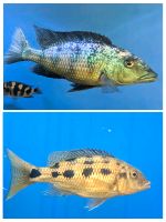 Fossorochromis Rostratus Malawi Buntbarsch Sachsen-Anhalt - Gräfenhainichen Vorschau