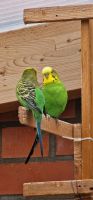 Vögel zu verkaufen Herzogtum Lauenburg - Börnsen Vorschau