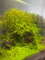 Aquarium Pflanzen Hannover - Bothfeld-Vahrenheide Vorschau
