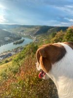 Ferien mit Hund an der Mosel Auszeit in Zell Rheinland-Pfalz - Zell (Mosel) Vorschau