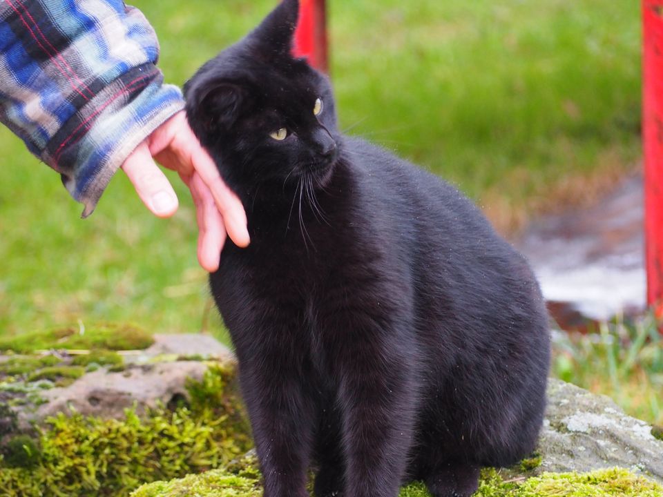 2 schwarze Geschwisterkatzen ( EKH) - beide kastriert in Bad Emstal