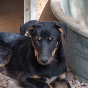 David- Hütehund wartet auf euch in Emmendingen