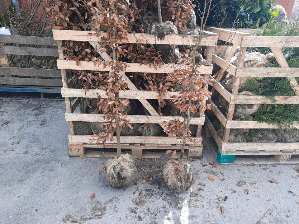 Rotbuchen Hecke (Fagus sylvatica), Ballenpflanzen, Anlieferung in Hamburg