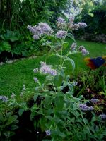 Wasser-Minze Bach-Minze Mentha aquatica Teichpflanze Teich Hessen - Liebenau Vorschau