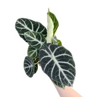 Alocasia Ninja, schöne volle Pflanze Hannover - Vahrenwald-List Vorschau
