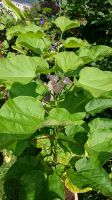 Mein schönster Bohnenbaum/Catalpa Bignonioides Sachsen-Anhalt - Halle Vorschau