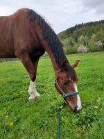 Pferd sucht Pflegebeteiligung Baden-Württemberg - Dürnau Vorschau