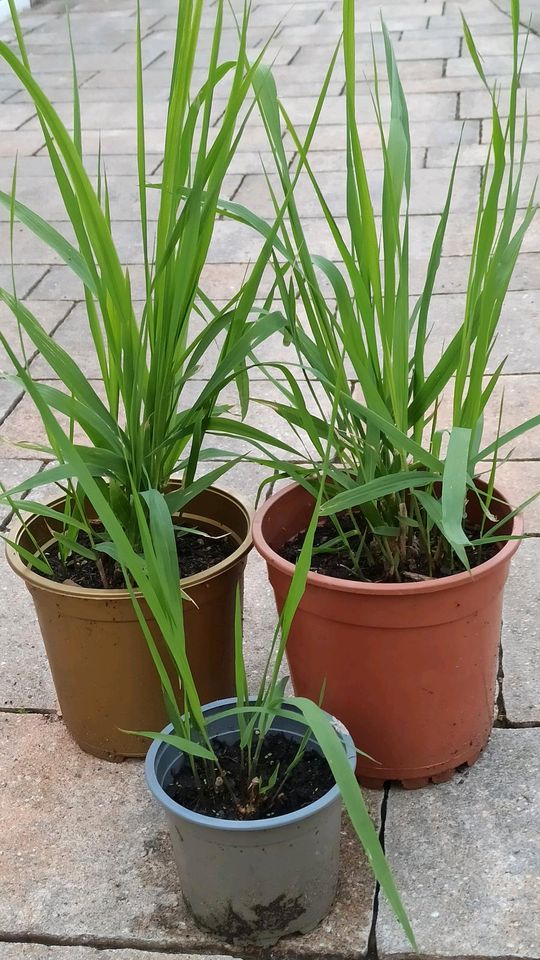 Molinia arundinacea “Karl Foerster” in Horstmar