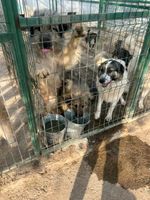 Hundefutter und Tierzubehör gesucht Nordrhein-Westfalen - Remscheid Vorschau