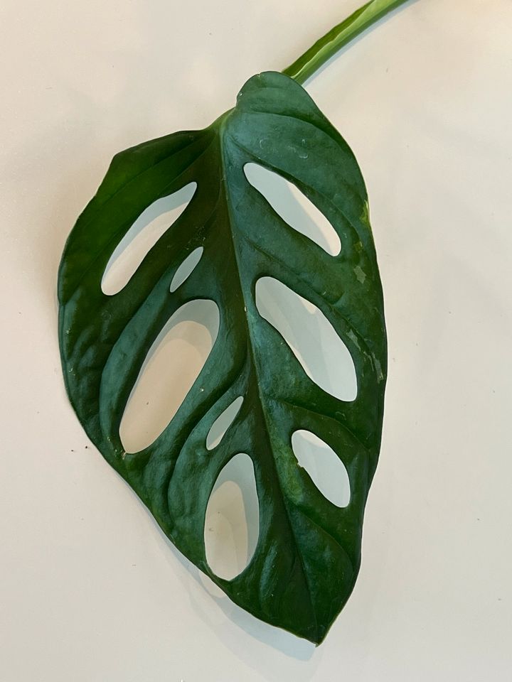 Monstera Adansonii variegata in Garbsen