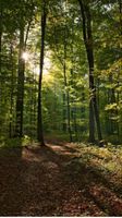 Wald-und Wiesenfläche zu verkaufen Rheinland-Pfalz - Koxhausen Vorschau